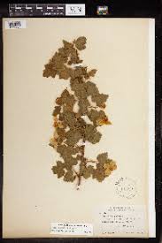 Image result for Rubus kirungensis