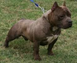 The Miniature Pitbull Or Pocket Pitbull As They Are Sometimes Referred To Are Becoming Extremely Popular Due To Thei Pocket Pitbull Patterdale Terrier Pitbulls