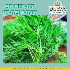 Pastinya membuatkan selera makan anda bertambah. Deeva Cosmetic 7 Khasiat Ulam Raja Kepada Kesihatan Cosmos Caudatus Atau Lebih Dikenali Sebagai Ulam Raja Merupakan Sejenis Sayur Ulam Raja Bukan Sahaja Berfungsi Sebagai Pelengkap Sesuatu Menu Tetapi Telah