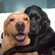 The Bestest Friends You Ve Ever Seen Cute Animals Cute Baby Animals Cute Funny Animals
