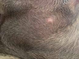 My Dog Has A Small White Spot Near Her Genitals There Used To Be Two Small Pimples Now Its One Dry One But It Still Doesn T Go Away Petcoach