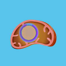 In what organelle does photosynthesis occur? The Mitochondria In Cellular Respiration Advanced Ck 12 Foundation