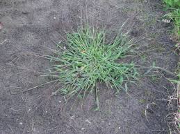 Dogs that are allergic to grass may also have watery eyes, noses, and scratchy throats. Digitaria Sanguinalis Wikipedia