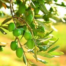 The homedepot community on reddit. Bloomsz Olive Tree In Decorative Planter 00412 The Home Depot Olive Tree Decorative Planters Olive