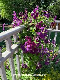 Image result for Clematis