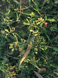 Image result for Indigofera emarginella