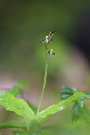 Image result for Liparis nervosa