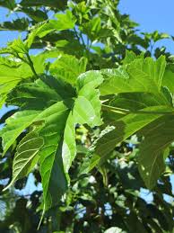 Image result for Morus