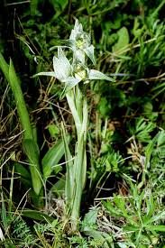 Image result for Holothrix pleistodactyla