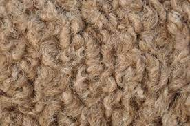 Wool basically refers to the fine, soft curly or wavy hair forming the coat of animals like sheep and goats. Sustainable Fibres What Is Camel Hair Trusted Clothes