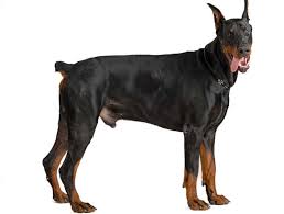 The breeds most often associated with cropped ears include boxers, great. Doberman Ear Cropping At What Age Ear Cropping Styles