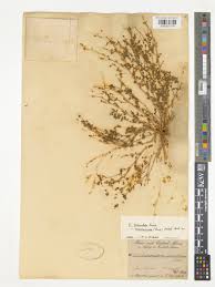 Image result for Euphorbia granulata