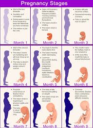 quick facts about each stage of the pregnancy calendar