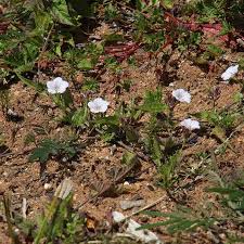 Image result for Convolvulus farinosus