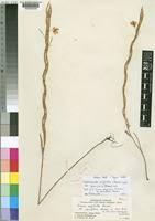 Image result for Chamaecrista polytricha