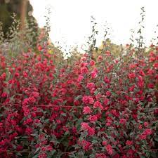 Clarkia Tower Coral In 2020 Showy Flowers Dream Garden Planting Flowers