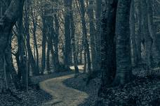 Haunted Woods & Boo Fest
