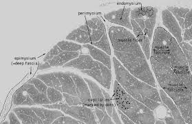 Skeletal muscle has functionally heterogeneous properties that are specific to muscle type. Hls Muscle Tissue Skeletal Muscle Ensheathment Transverse Fascicles Med Mag Labeled