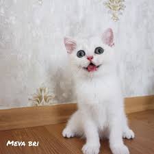 Hiperaktif Oyun Delisi Kuzularim British Shorthair Harley Ve Hamlet Hakkinda Detayli Bilgi Icin 05342910088 Den Arayarak Bilgi Alabilirsiniz Fotograf Resim