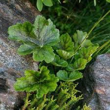 Image result for heuchera americana