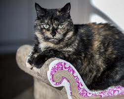 Orange cats were found to be the most gregarious. Study Tortie Cats Tude Is Not Your Imagination The Seattle Times