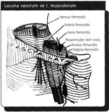 Arcus'un dışyan ucundan başlıyan v.saphena parva ise malleolus lateralisin altından dolanarak. Anatomi Aciklamali Soru Kitabi 5 Baski Pdf Ucretsiz Indirin