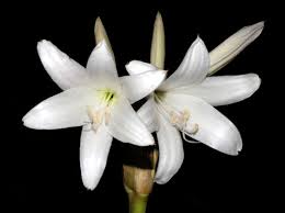 Image result for Crinum buphanoides