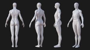 Whether you're new to anatomy drawing or you're an experienced character artist, the major advantage to doing regular anatomy studies is you're able to view their muscle structure, shaded form, clothed or unclothed body to study up on the precise area of character creation that you need to. Pin On Anatomy