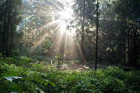 De voorstanders van een autovrij ter kamerenbos houden dinsdagmiddag een protestwandeling om het recreatieve karakter van het park in de verf te zetten. Wandelen In De Bossen Rond Brussel 5 Bos En Wandeltips