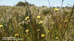 Image result for Xyris peteri