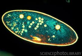 At 1000x, you now have an objective rated at 1.25 n.a., so your condenser system should match or exceed that value. Paramecium Caudatum A Ciliate Protozoa Under A Light Microscope Microscopic Photography Macro And Micro Microscopic