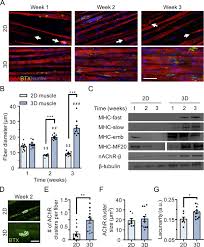 Microscopic anatomy of skeletal muscle 4. A 3d Culture Model Of Innervated Human Skeletal Muscle Enables Studies Of The Adult Neuromuscular Junction Elife