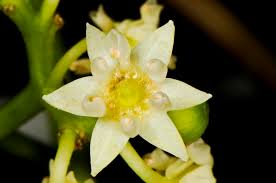 Image result for Hovenia dulcis