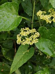 Image result for Cissus cucumerifolia