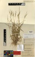 Image result for Urochloa villosa