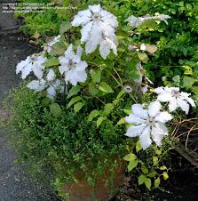 (aka evirin, claire de lune�, clair de lune, blue moon). Plantfiles Pictures Clematis Early Large Flowered Clematis Claire De Lune Clematis By Panamoncreel