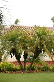 The pygmy date palm makes an excellent container plant or shade tree for that small area of your landscape. The Pygmy Date Palm Phoenix Roebelenii The Dwarf Date Palm