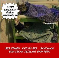 Iyi Geceler Komik Kedi Mizah