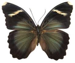 Image result for Euploca katangensis