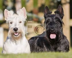 Image result for skotský teriér