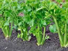 If you are unable to drink it immediately after making it you can store it in the fridge and drink it within the next 24 hours. Hollow Celery Stalks Information Why Is My Celery Hollow Inside