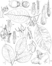 Image result for Xylopia collina