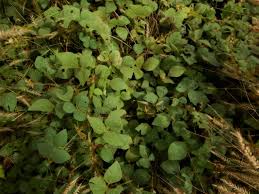 Image result for Calopogonium mucunoides