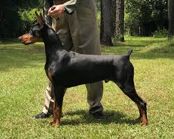 Their chests get deeper and the muscle tone really develops. Indah Lux Dobermans Indah Lux Dobermans In Louisiana