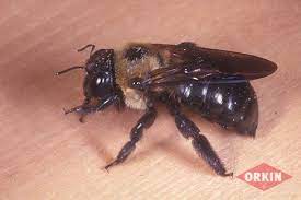 In reality, insects aren't that much different from crustaceans, or shellfish, which people eat every day. Carpenter Bee Identification Bee Facts Orkin