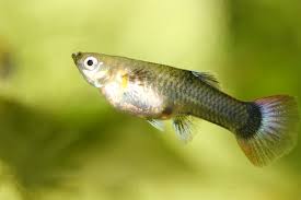 We're pet food geeks with great design sense & a passion for excellent products and service! Six Great Types Of Fish To Keep As Pets Petbarn