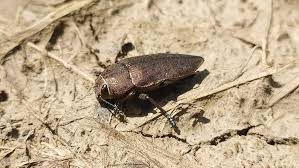 Image result for Perotis