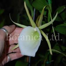 Image result for Aerangis kirkii