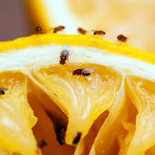 Bird spikes & netting, bird control products How To Get Rid Of Gnats 5 Ways This Old House