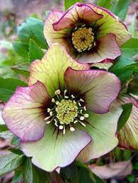 Pin On Beautes Florales